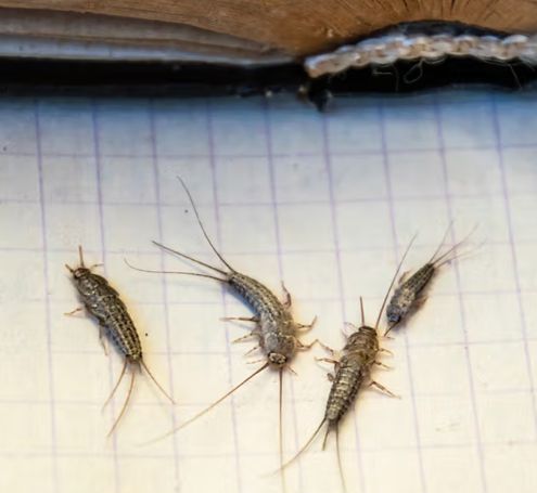 Skægkræ glostrup  sådan får du styr på de sejlivede insekter